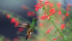 12 Flowers That Attract Hummingbirds (Native Plant Ideas Included)