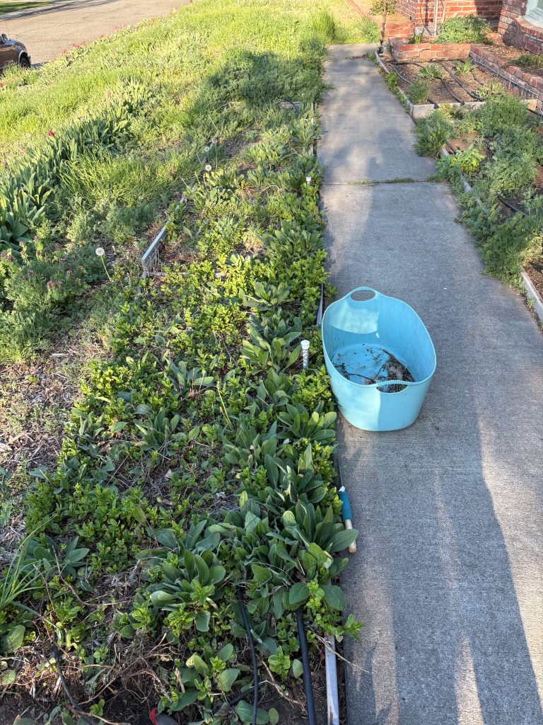 Before - Xeriscaping - North Richland Home