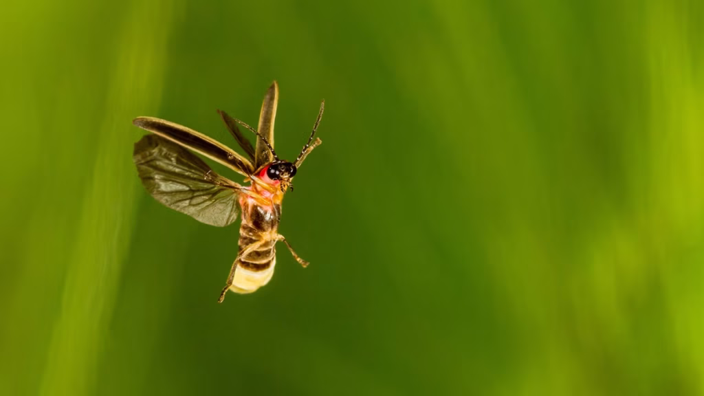 How to Help Fireflies: Why They Matter & Ways to Bring Them Back