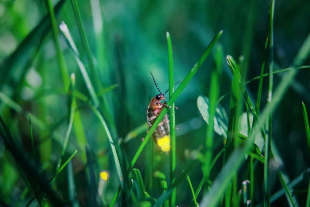 How to Help Fireflies in Your Yard?