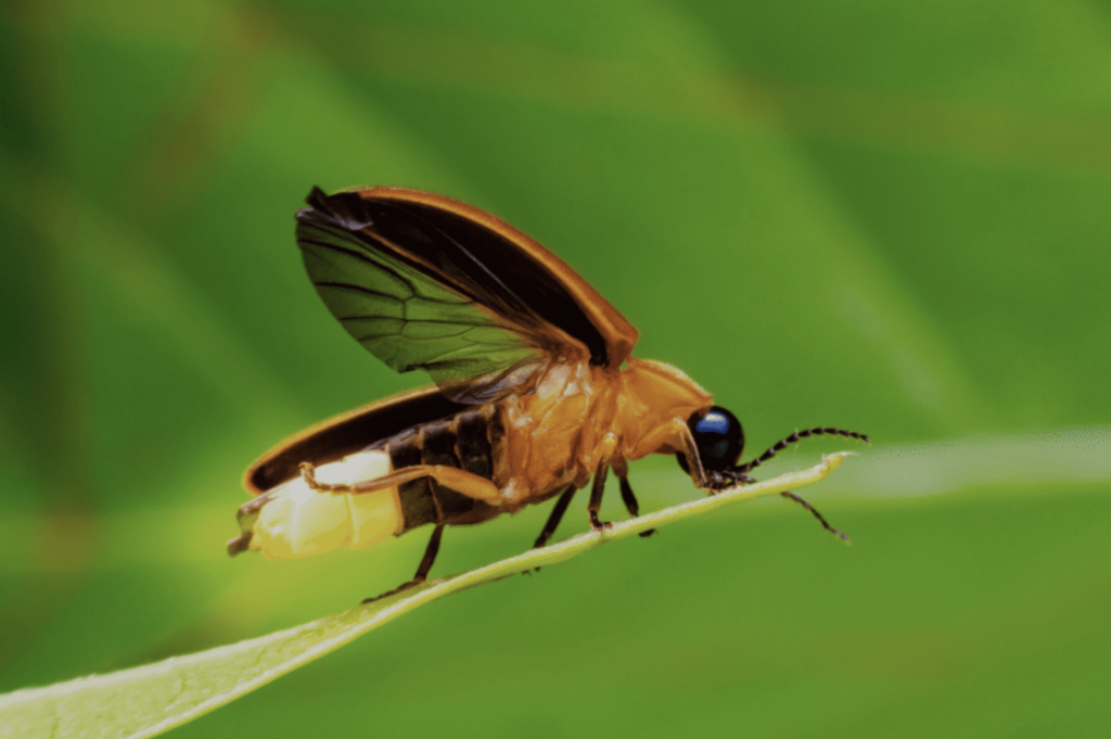 Why Are Fireflies Important?