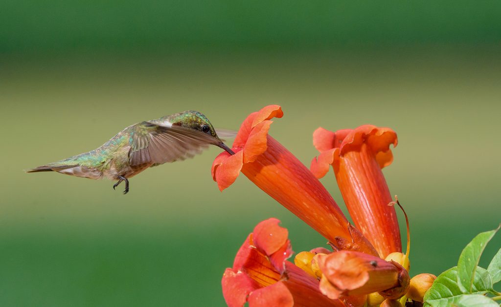 Why Hummingbirds Love Certain Flowers?
