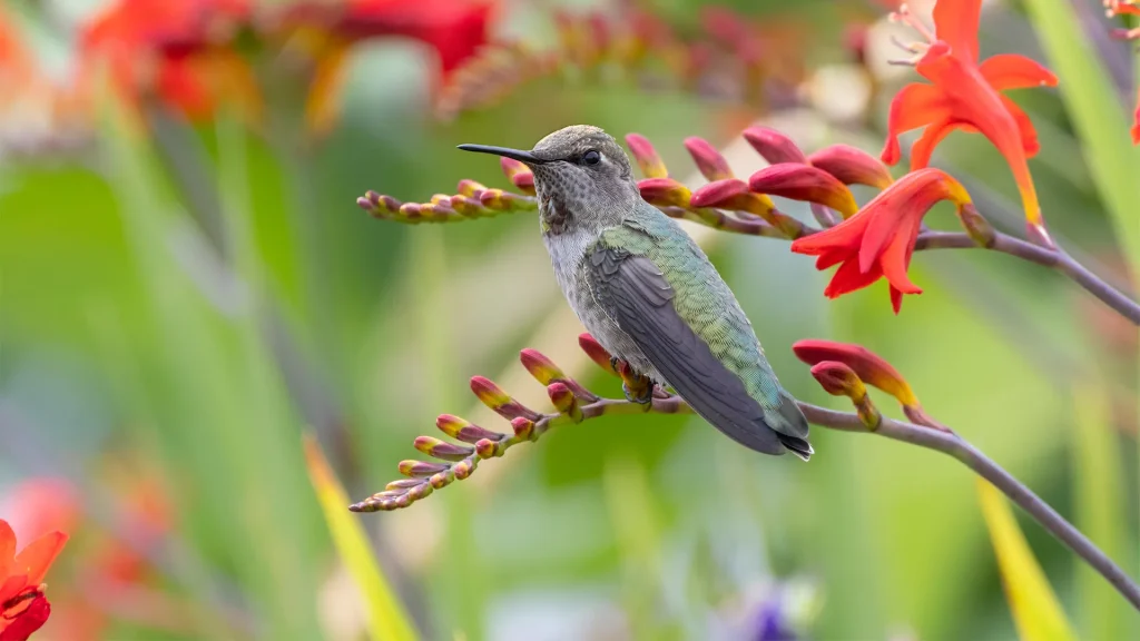 Why Native Plants Are Best for Hummingbirds?